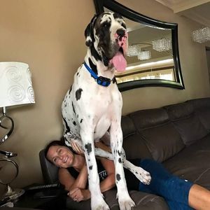 Meet your Posher, Donna